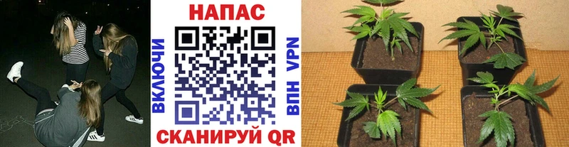 Наркотические вещества Новотитаровская Галлюциногенные грибы  NBOMe  Конопля  АМФ  Кокаин  A PVP  МЕФ 